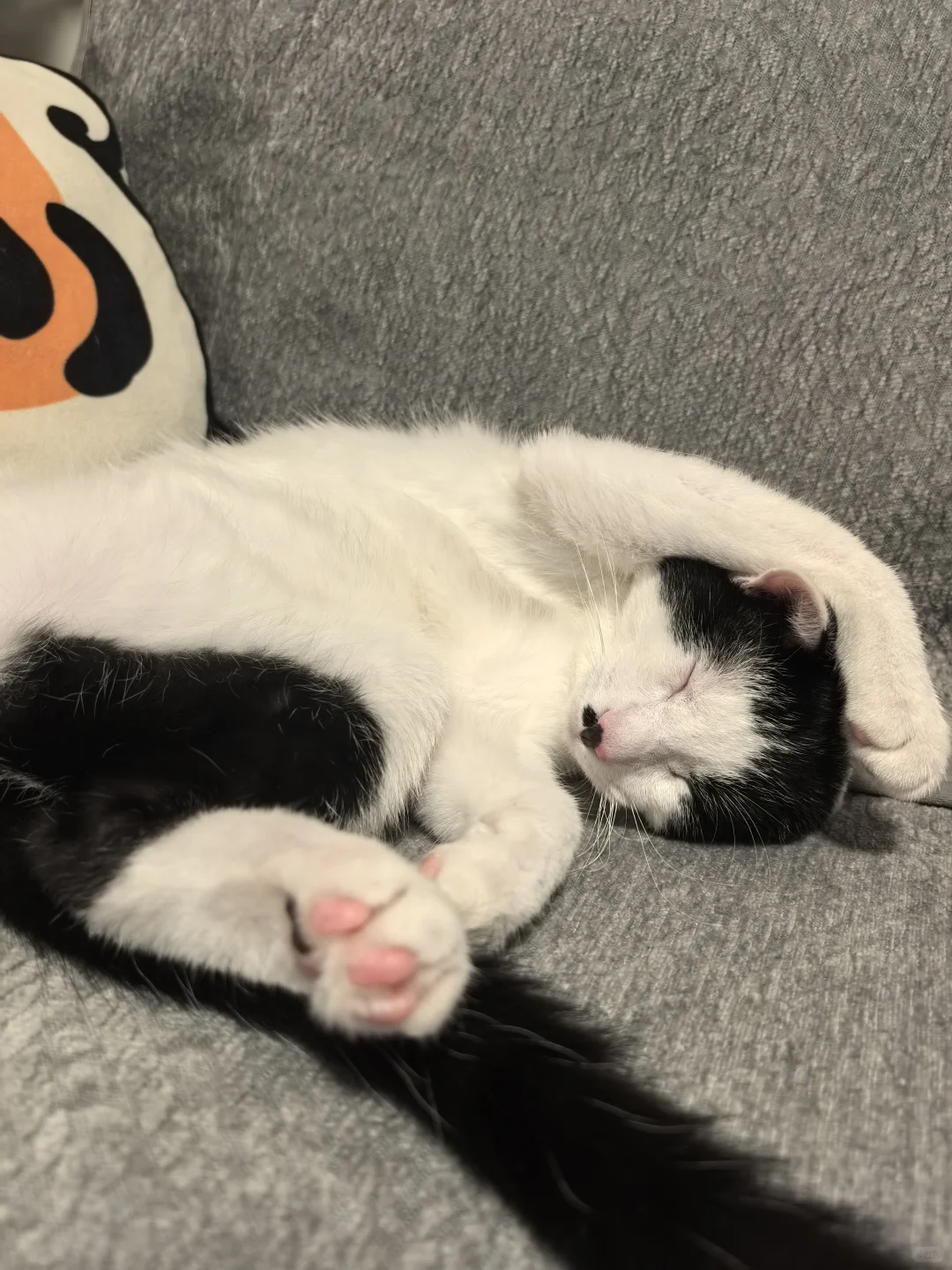 今天也有乖乖睡觉哦