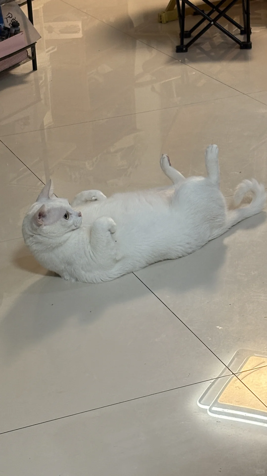 交出你们的白猫照片