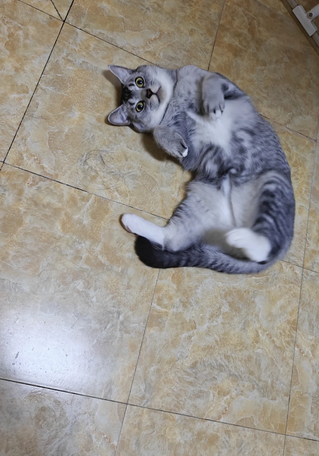 各种肉乎乎和小猪奇怪的睡姿