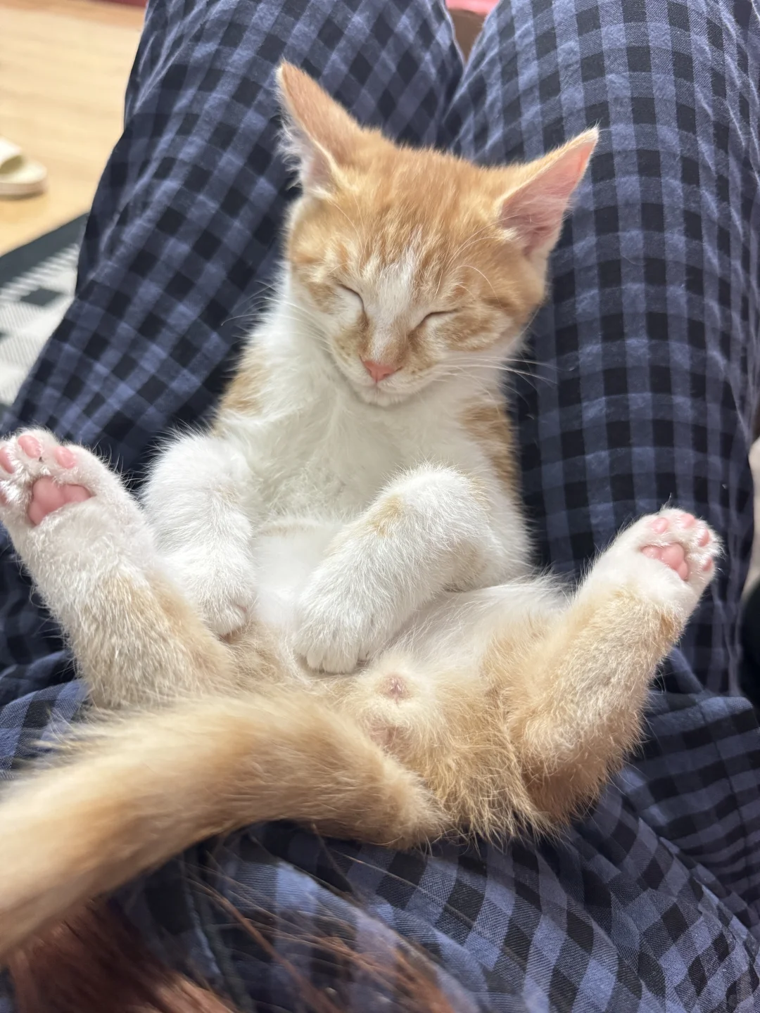 谁家小猫这么睡觉