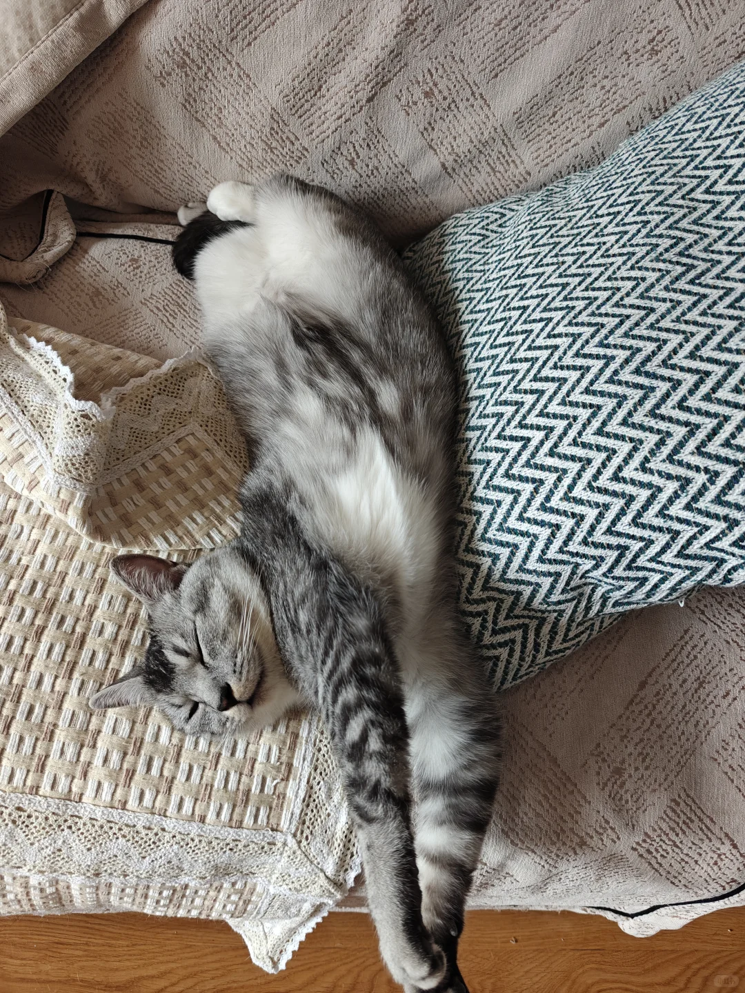 各种肉乎乎和小猪奇怪的睡姿