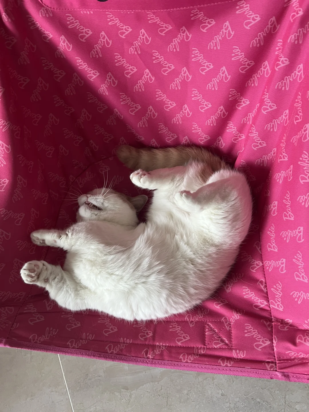 挑战全网猫咪最魔性躺姿！