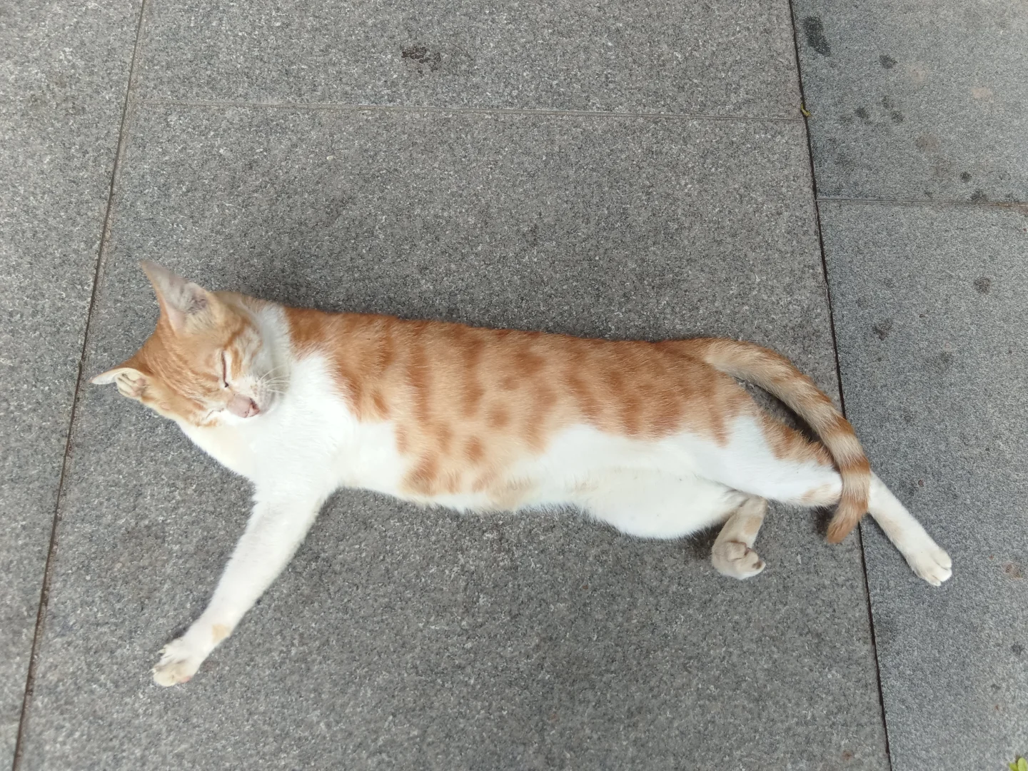 妖娆橘妈，端庄橘爸