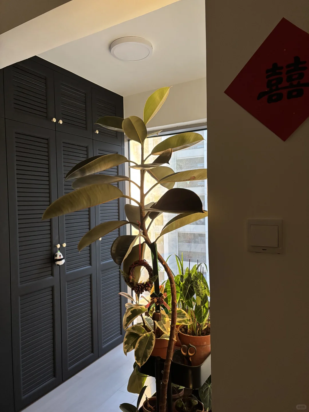 抽到一个妖娆的小茶宠