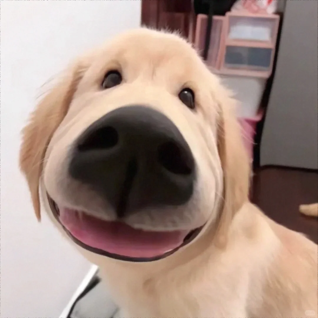 一款让领导不敢委以重任的头像&表情包