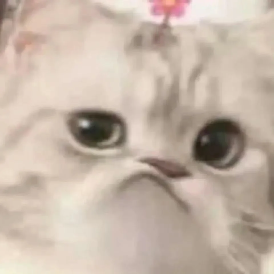 日常分享｜超可爱无字表情包