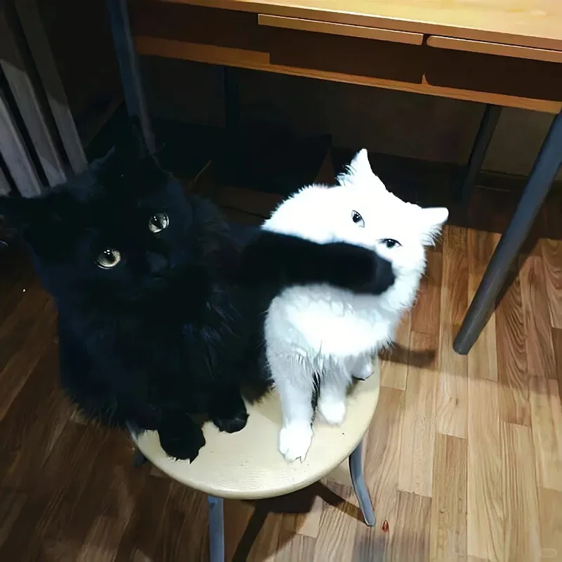 看完你就不生气了 除了杜康 她们也能解忧