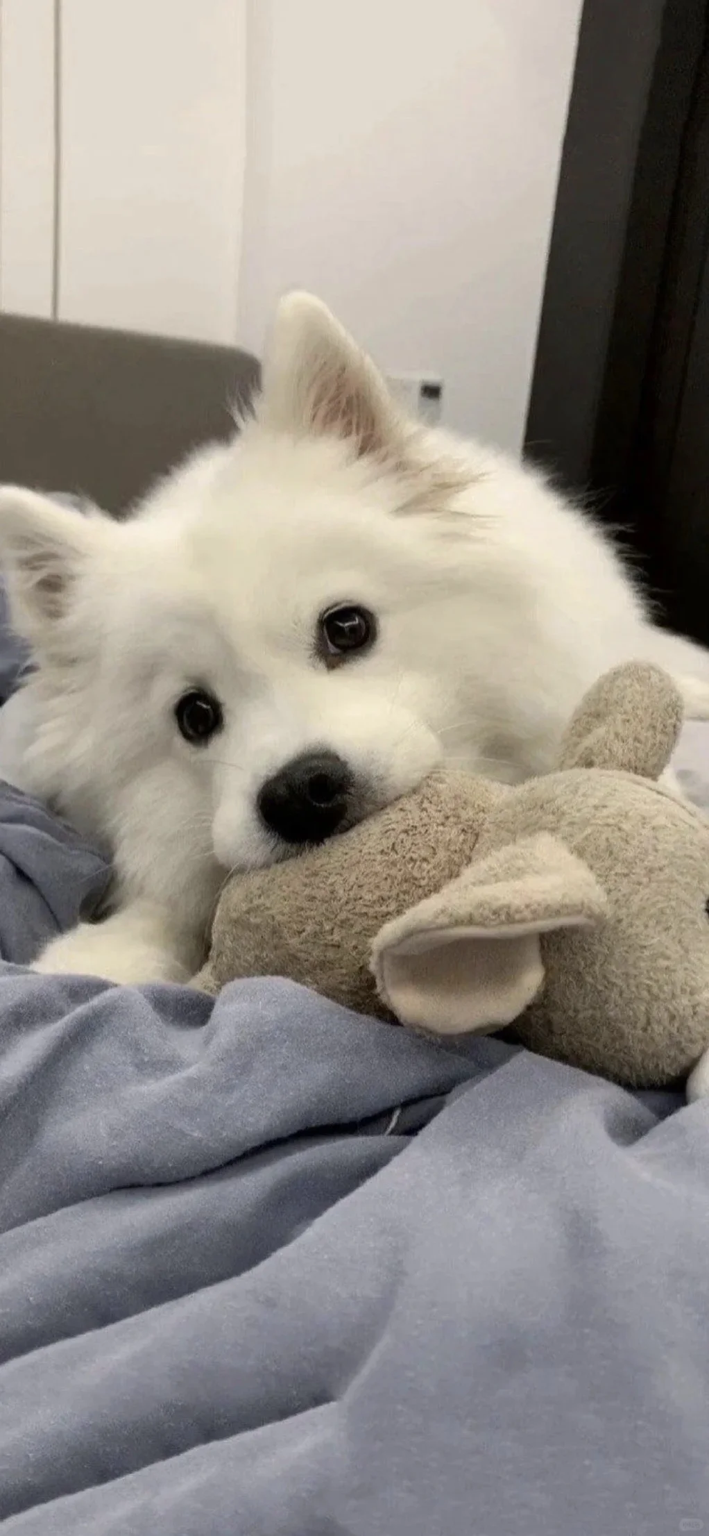 𝐒𝐡𝐚𝐫𝐞|超级可爱的小狗壁纸