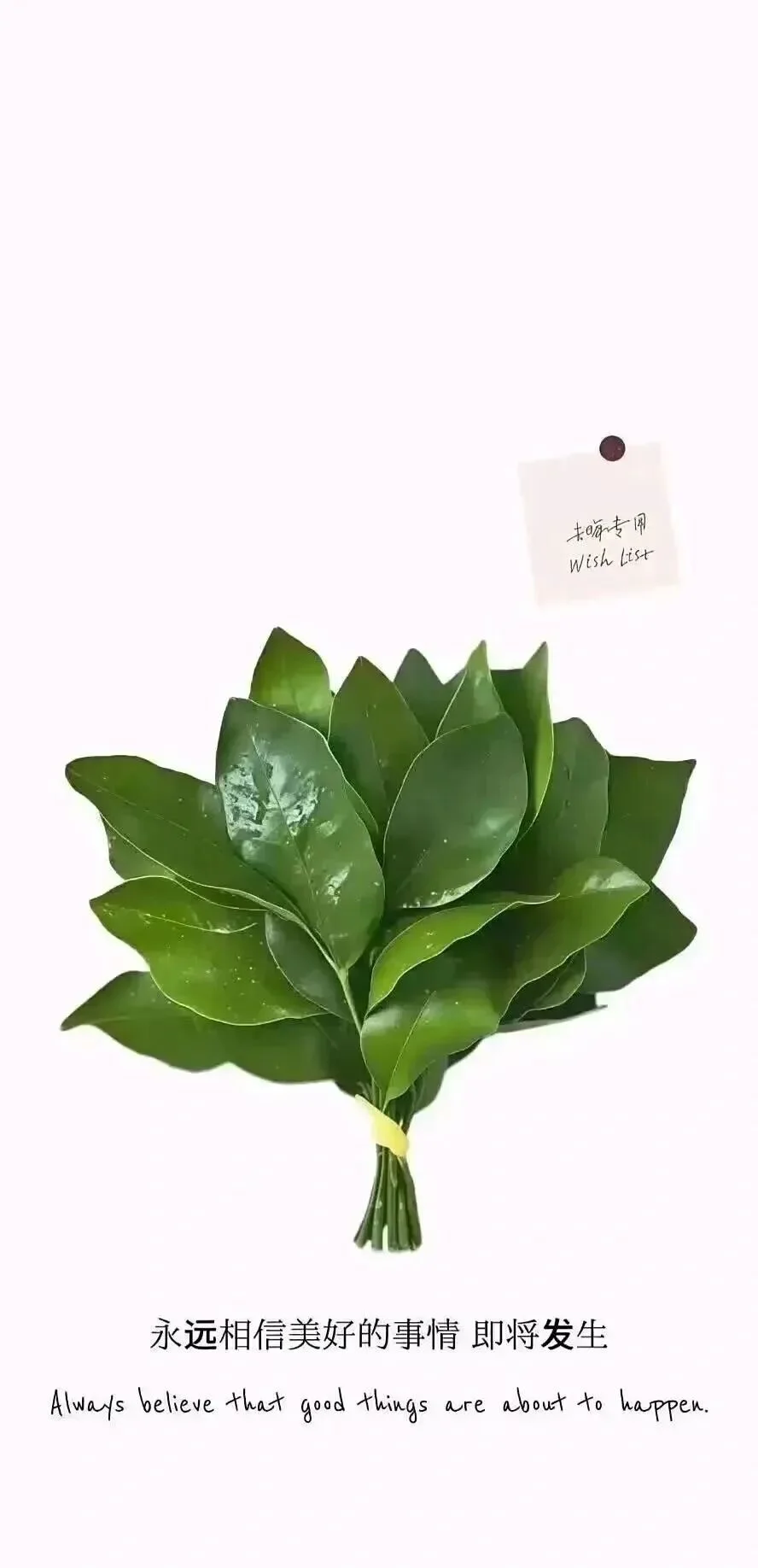 Share丨柚子叶高清手机壁纸