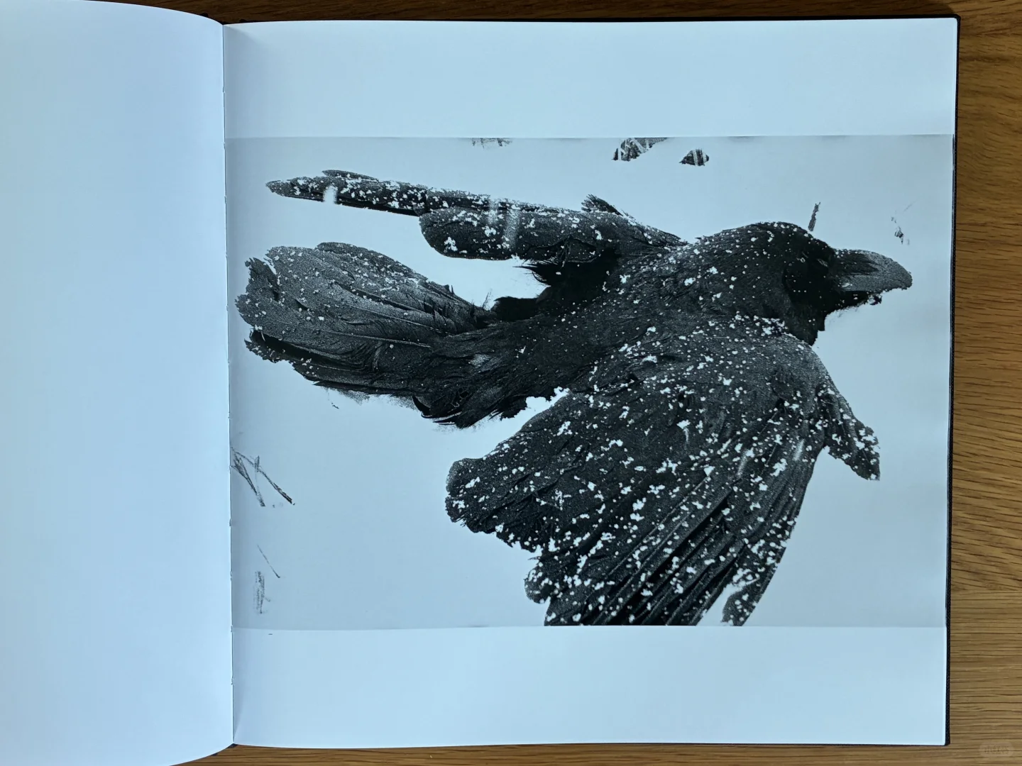 深濑昌久《鸦》