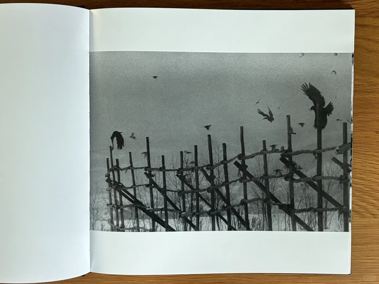 深濑昌久《鸦》