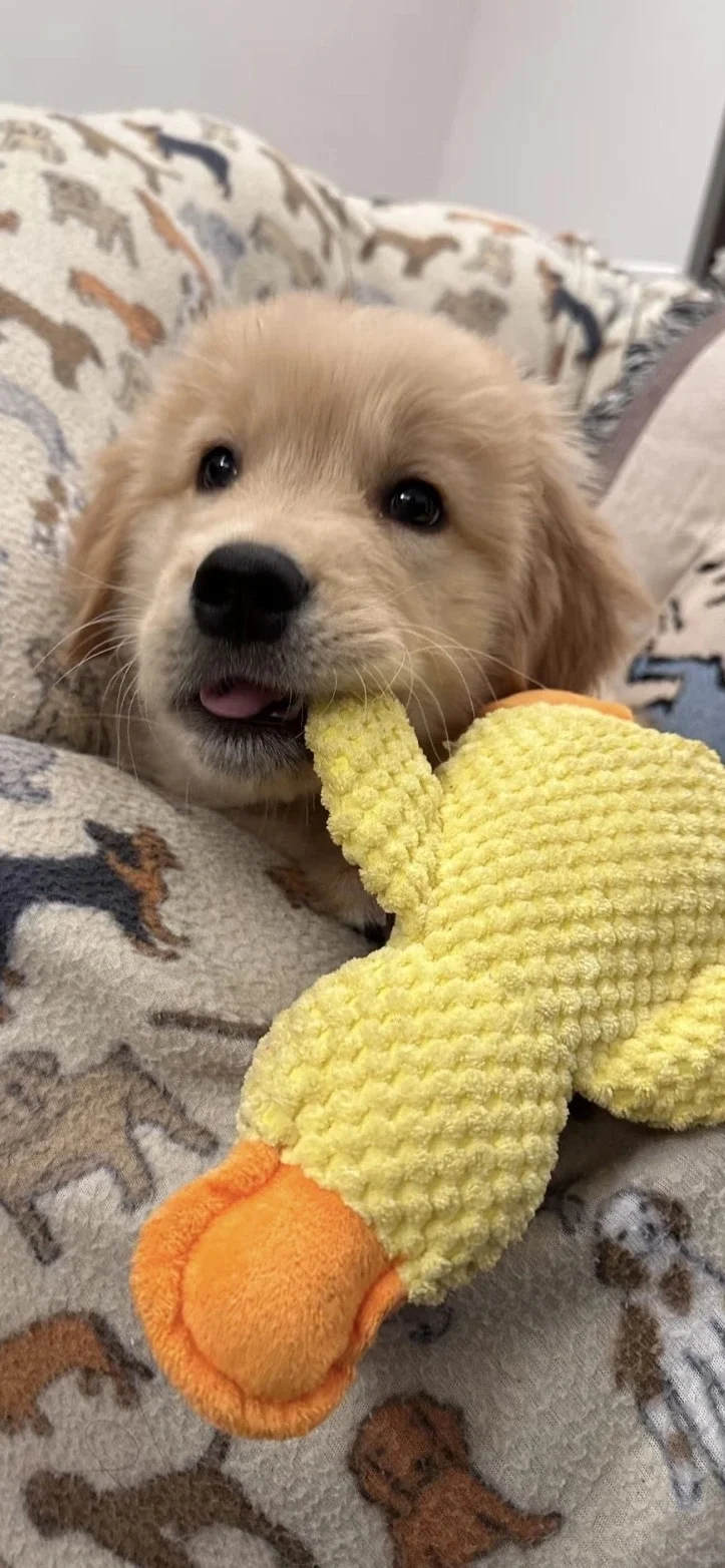 𝐒𝐡𝐚𝐫𝐞|超级可爱的小狗壁纸