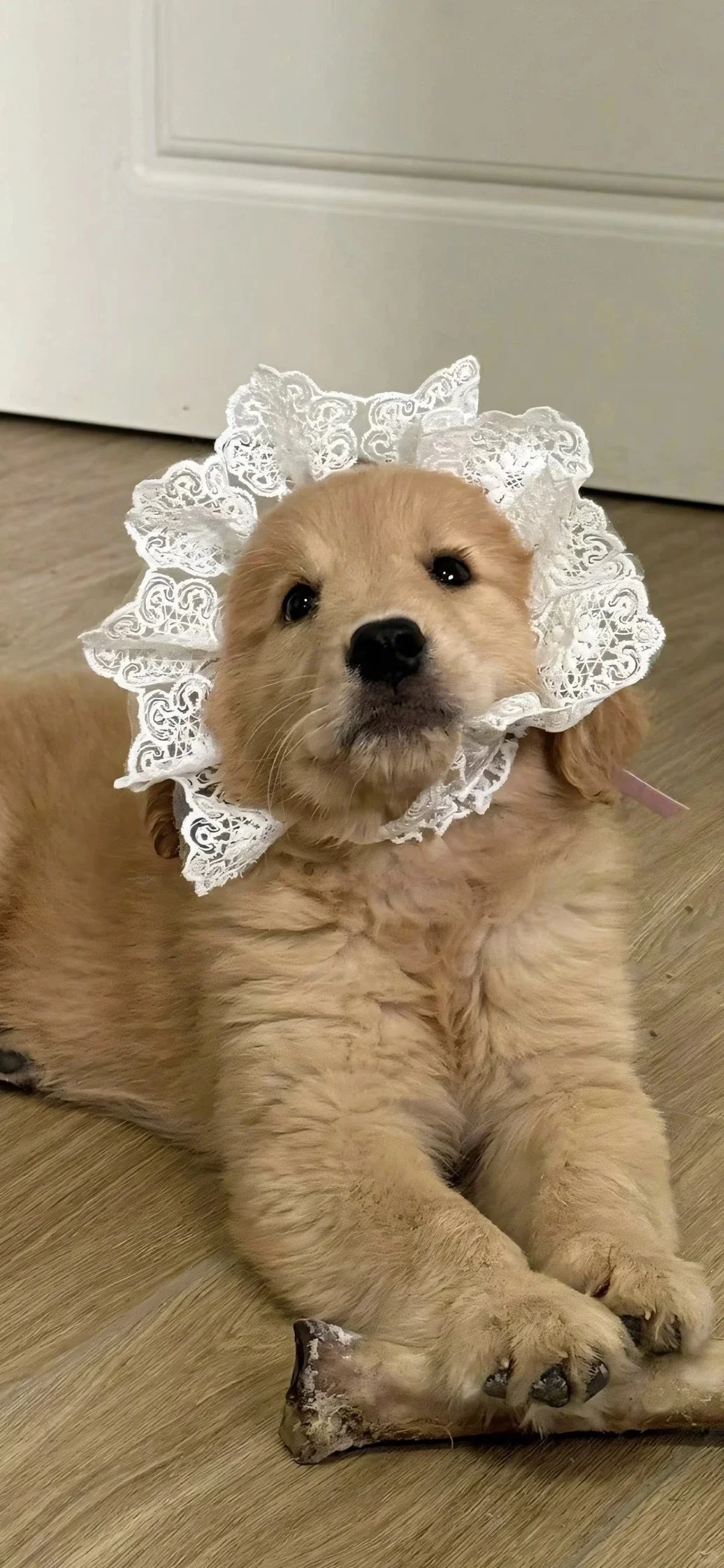 𝐒𝐡𝐚𝐫𝐞|超级可爱的小狗壁纸