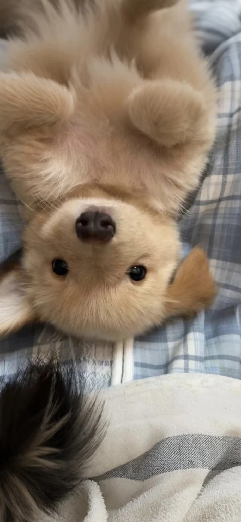 𝐒𝐡𝐚𝐫𝐞|超级可爱的小狗壁纸