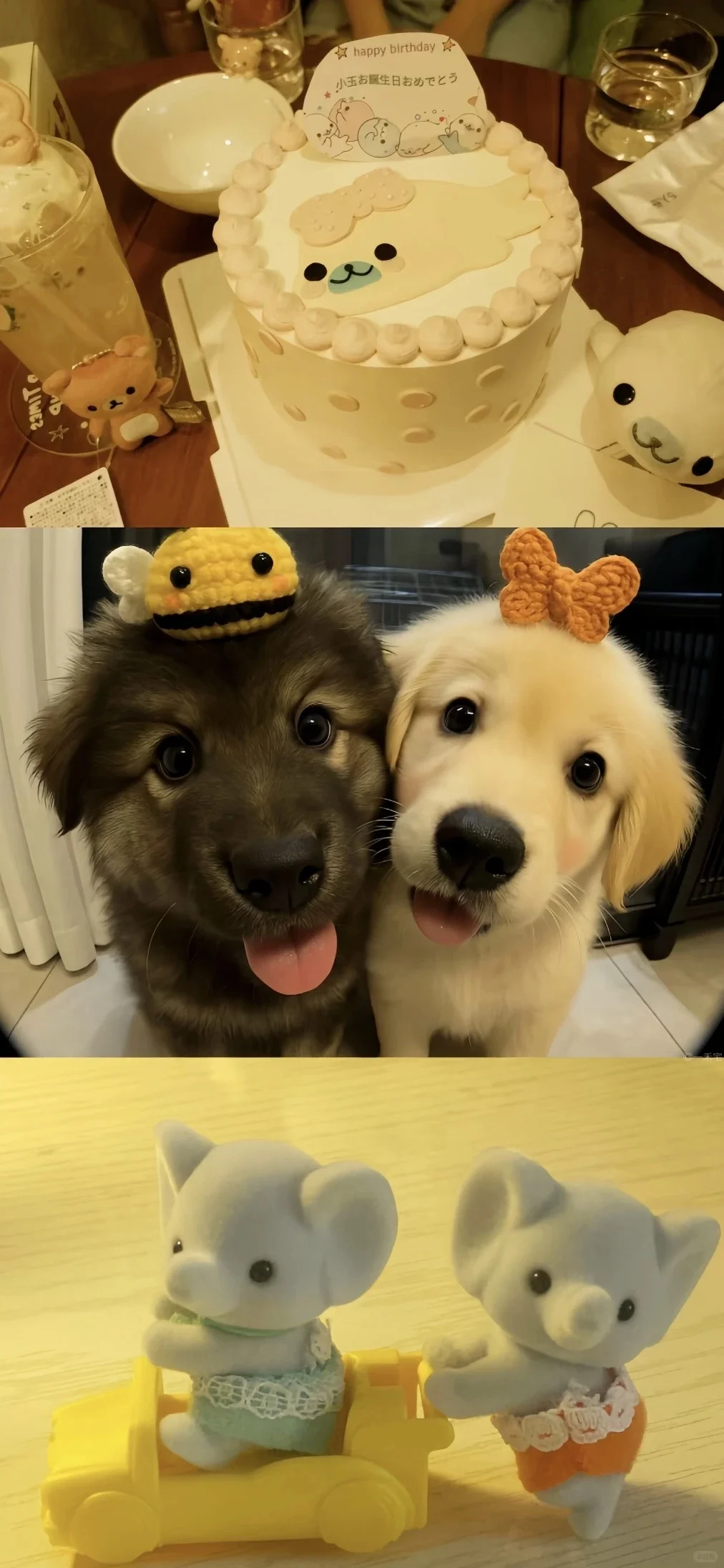 𝐒𝐡𝐚𝐫𝐞|超级可爱的小狗壁纸