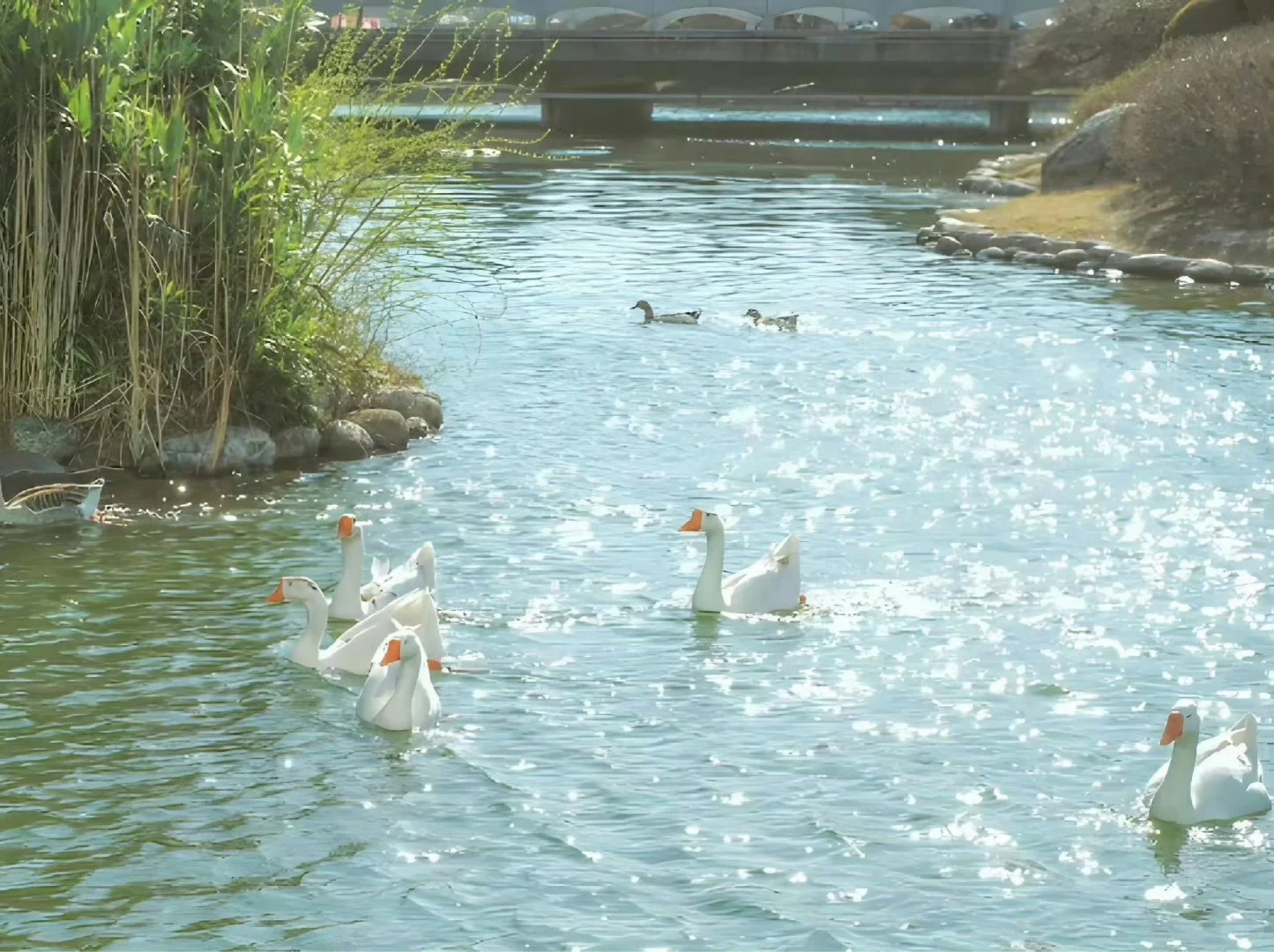 170｜清透治愈系iPad 壁纸