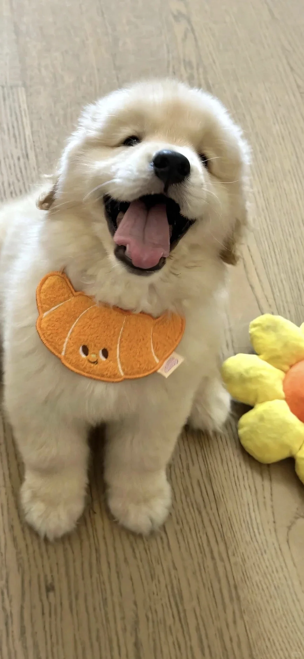 𝐒𝐡𝐚𝐫𝐞|超级可爱的小狗壁纸