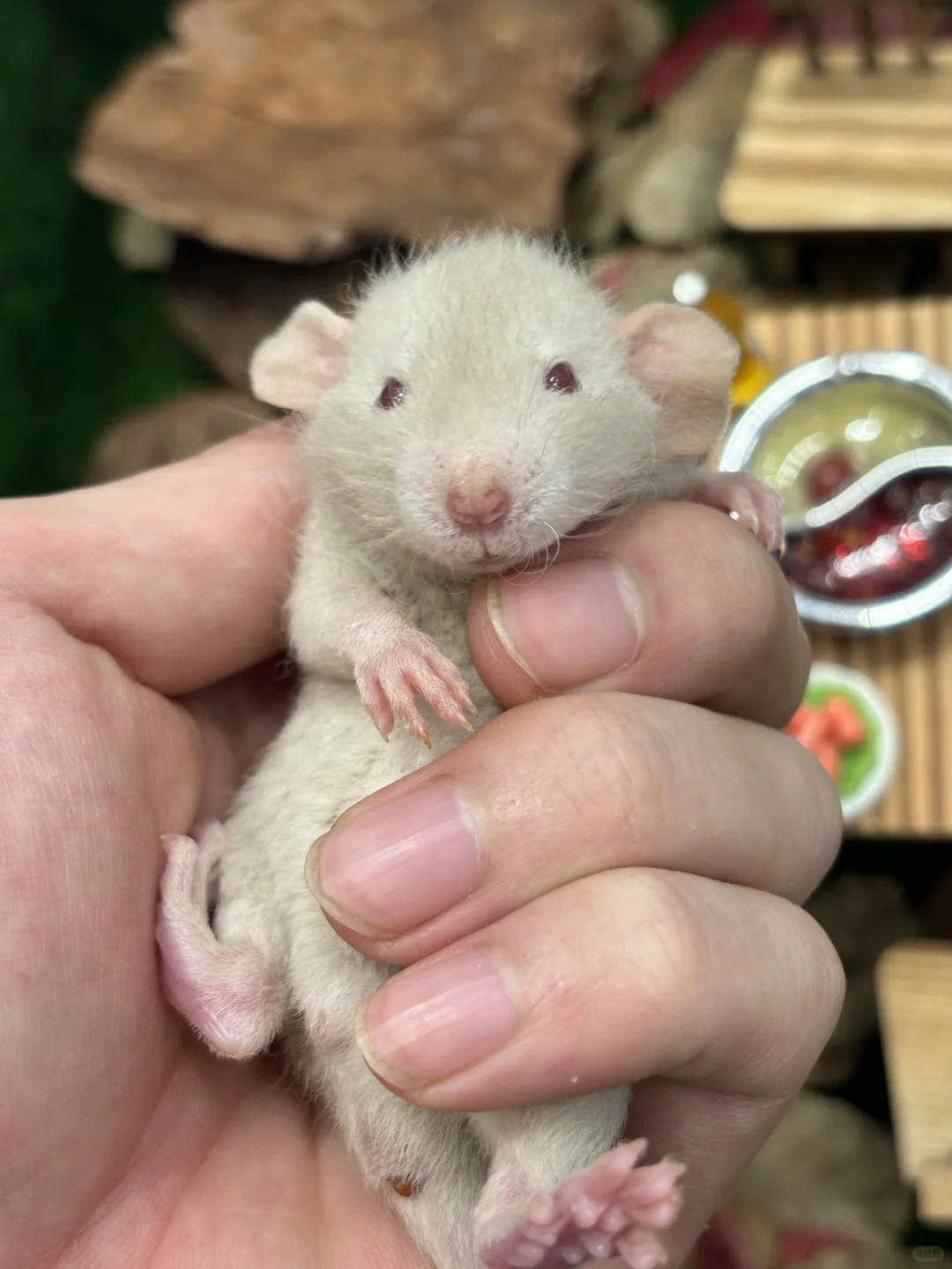 今日份可爱鼠鼠～