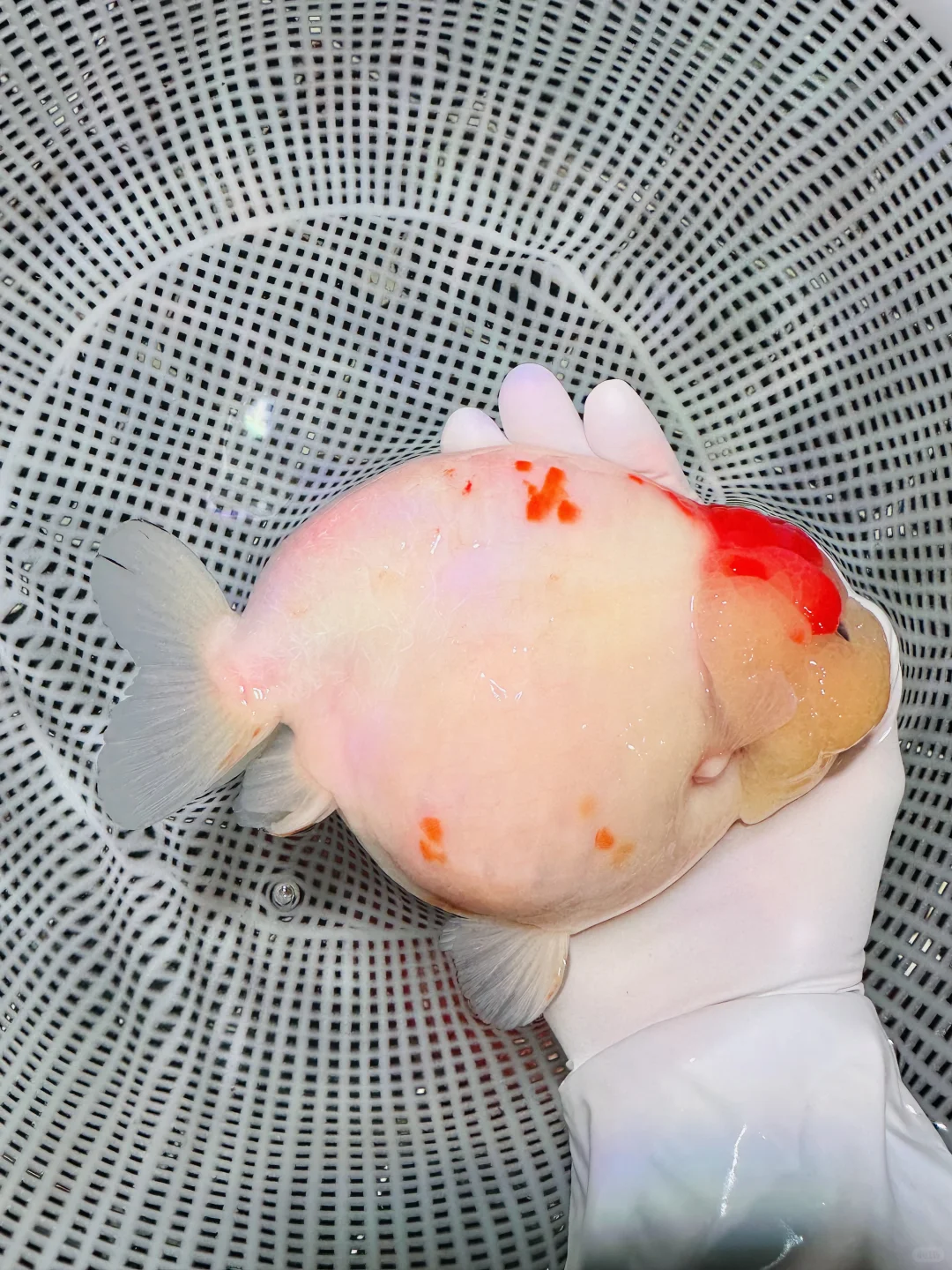 顶级尤物兰寿金鱼福州兰寿金鱼观赏鱼水族