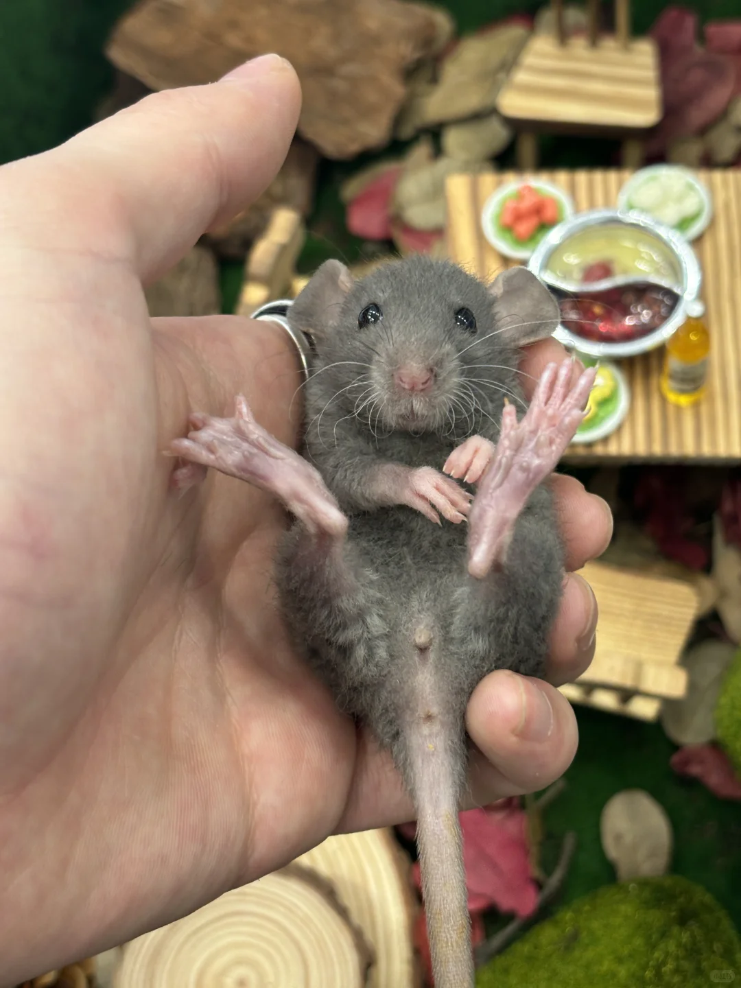 今日份可爱鼠鼠～