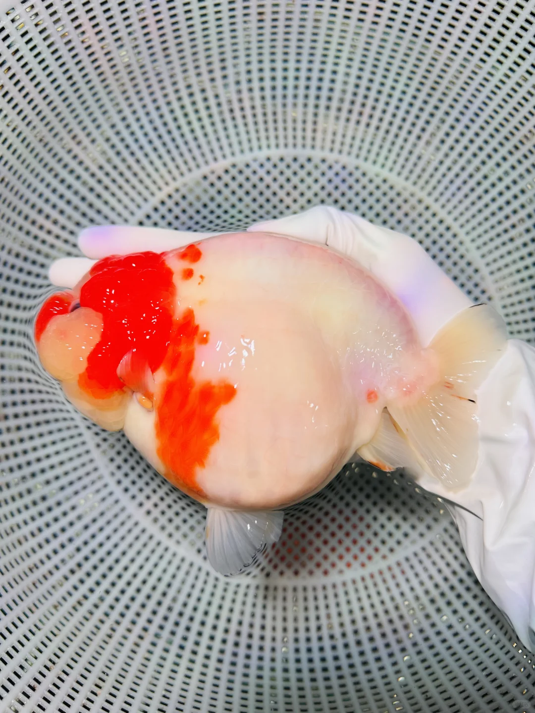 顶级尤物兰寿金鱼福州兰寿金鱼观赏鱼水族