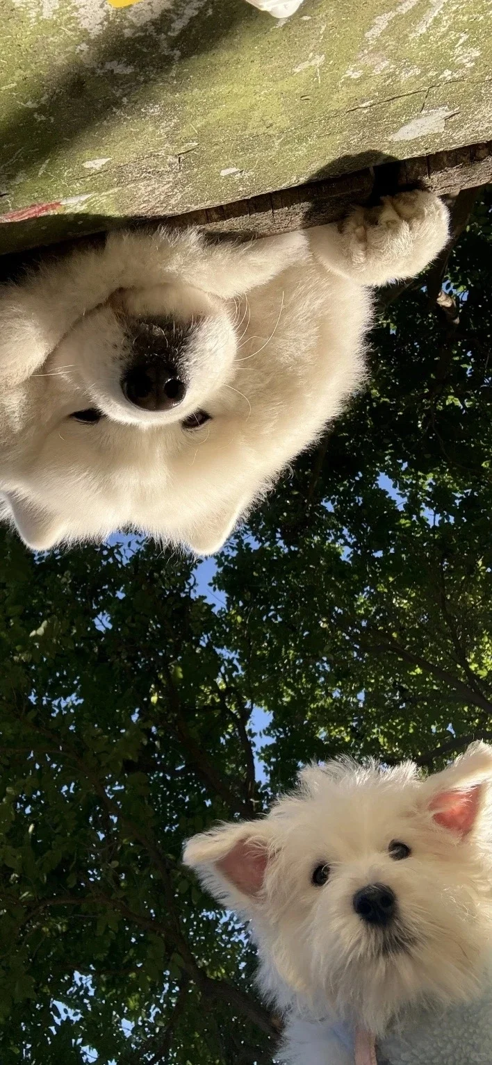 𝐒𝐡𝐚𝐫𝐞|超级可爱的小狗壁纸