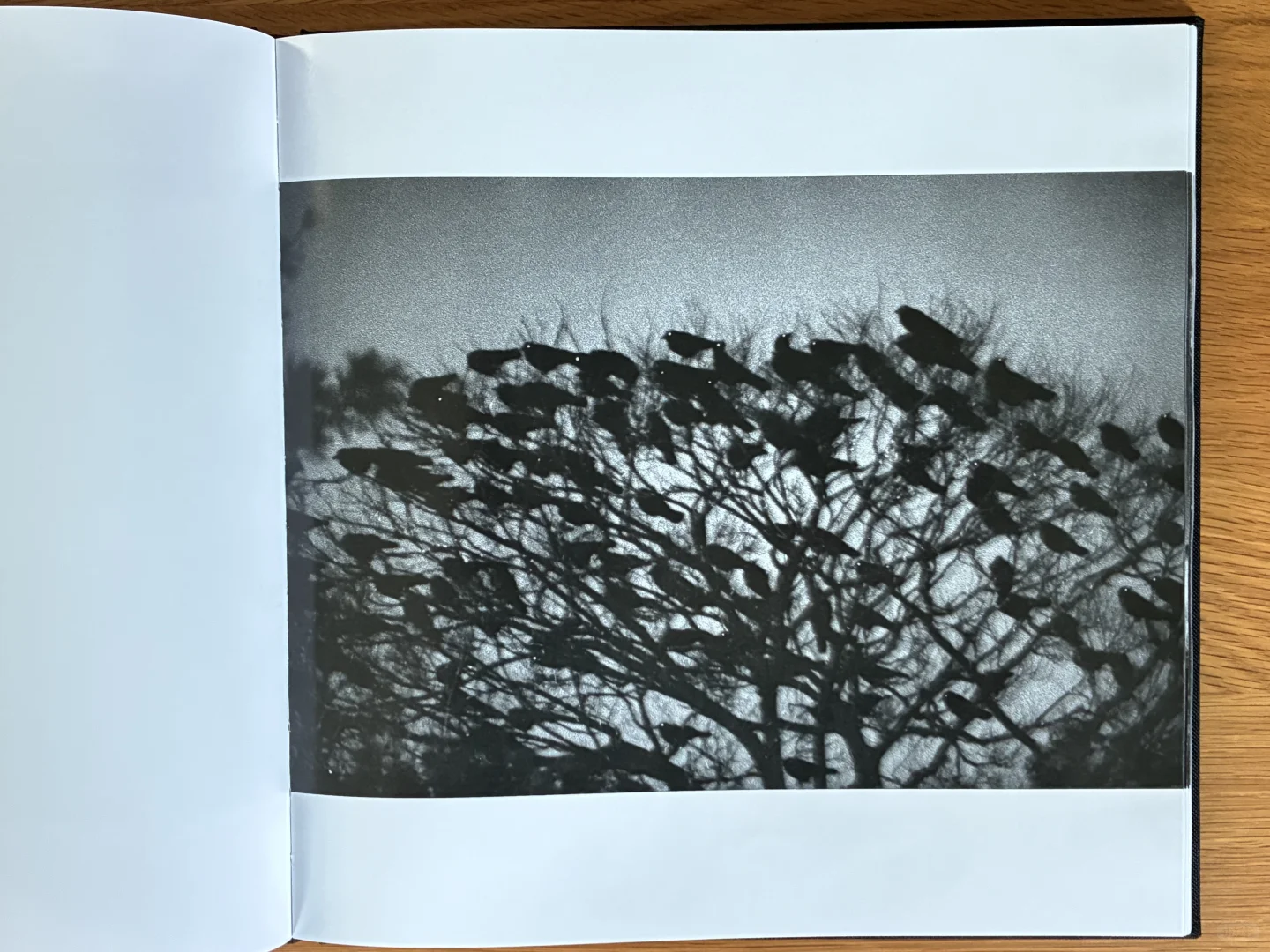 深濑昌久《鸦》