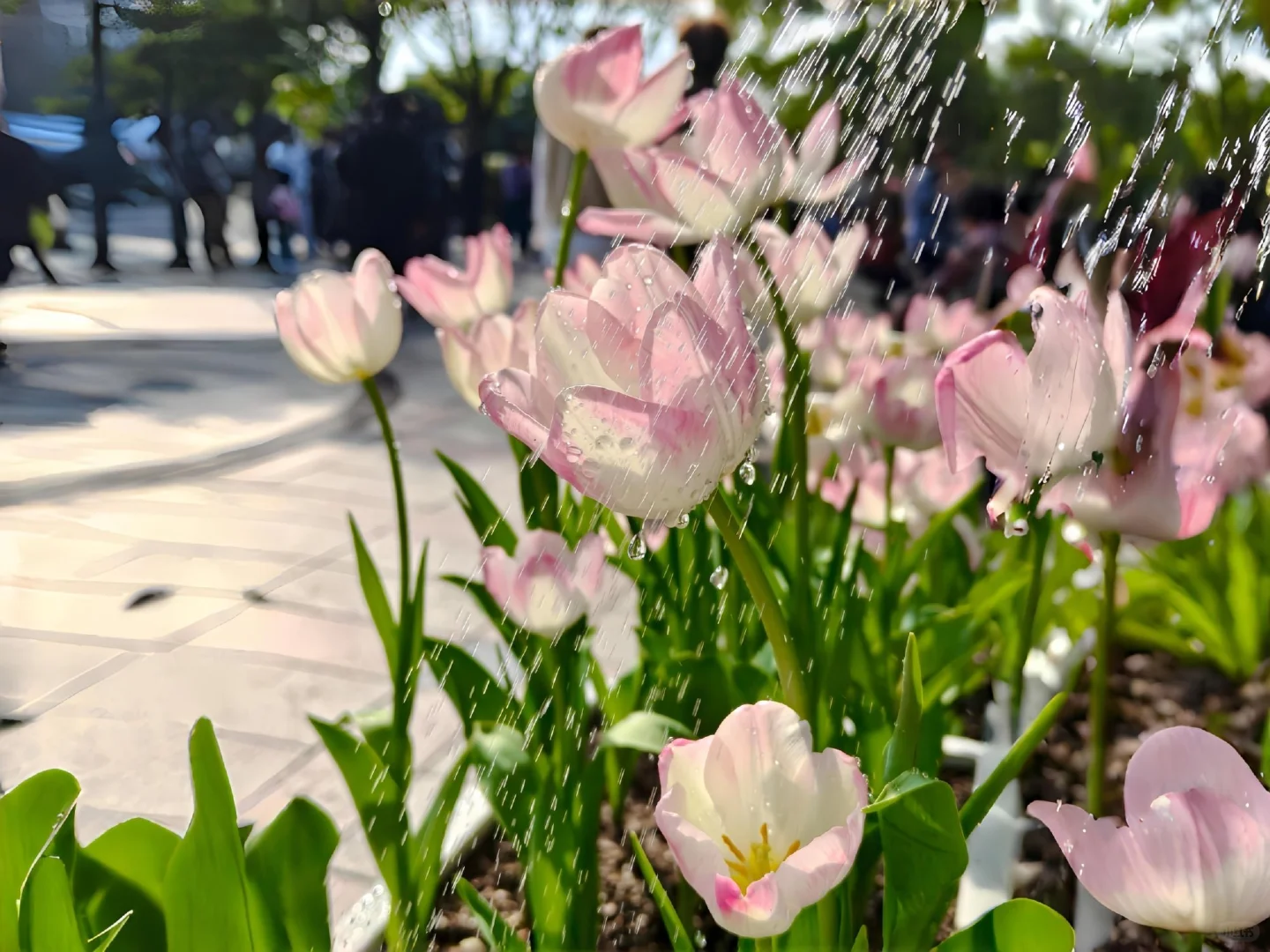 170｜清透治愈系iPad 壁纸