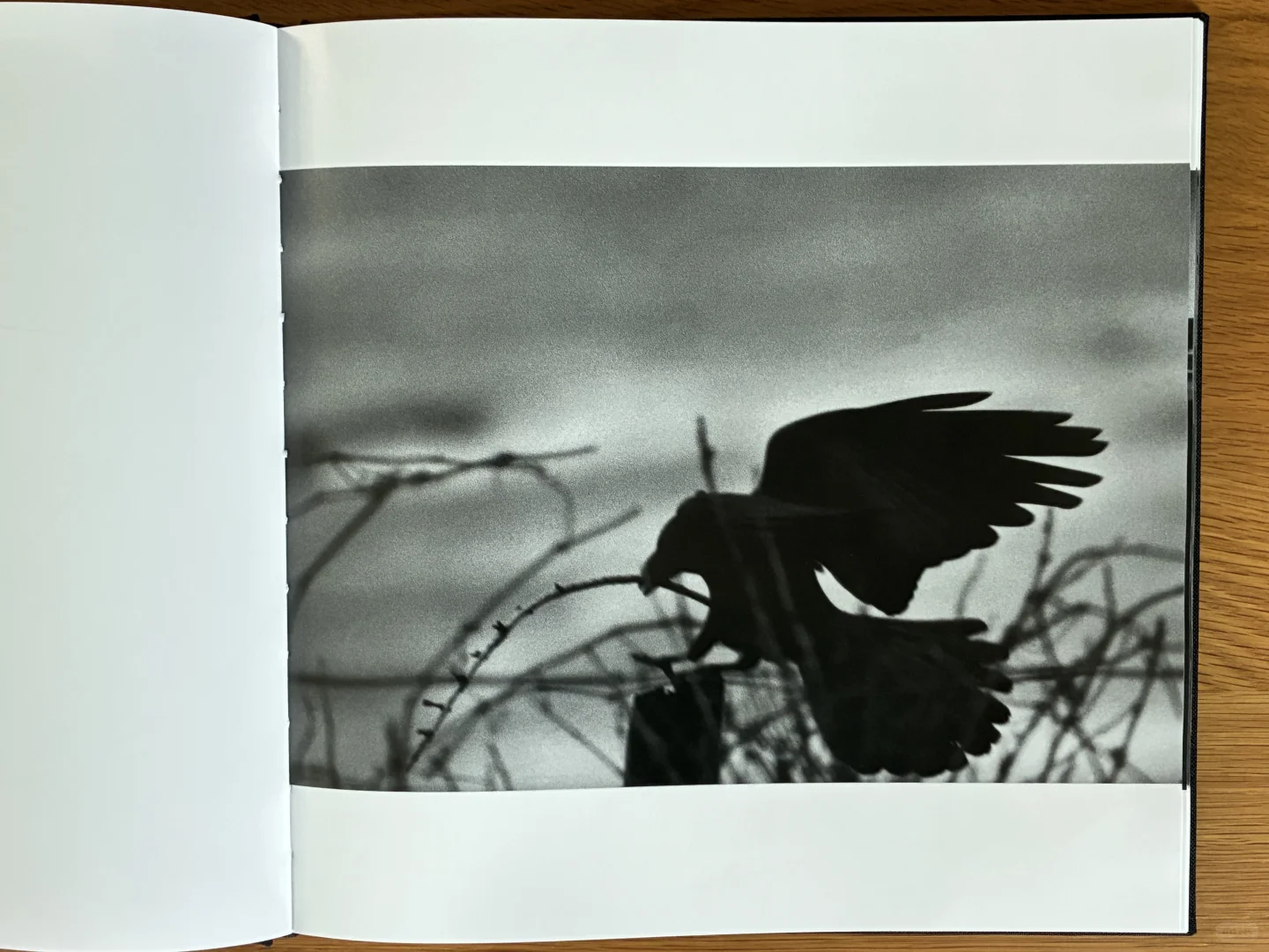 深濑昌久《鸦》