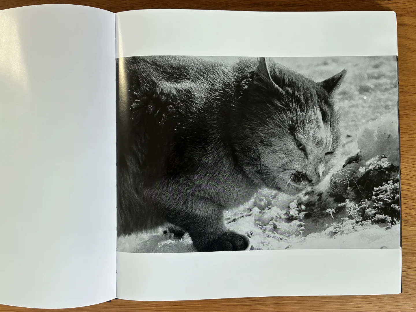 深濑昌久《鸦》