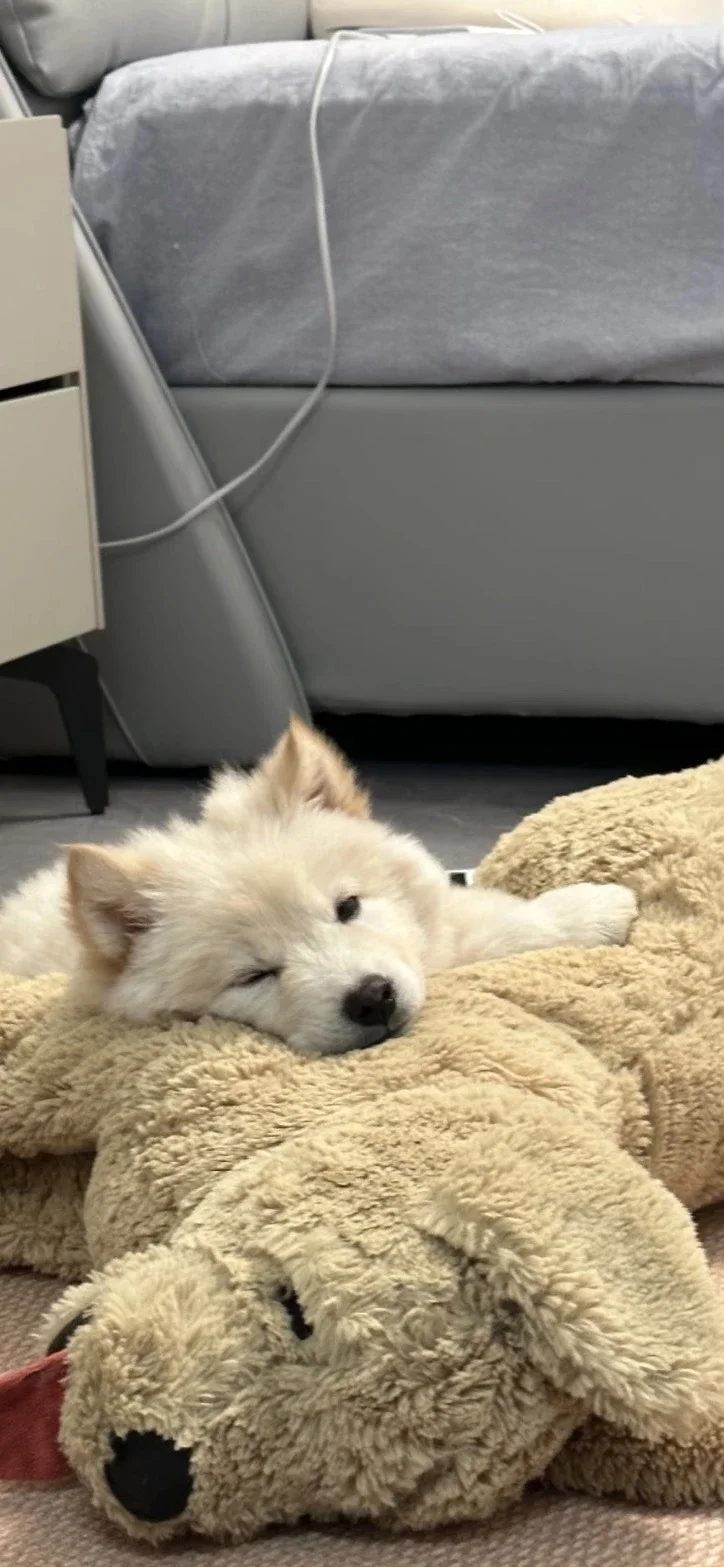 𝐒𝐡𝐚𝐫𝐞|超级可爱的小狗壁纸