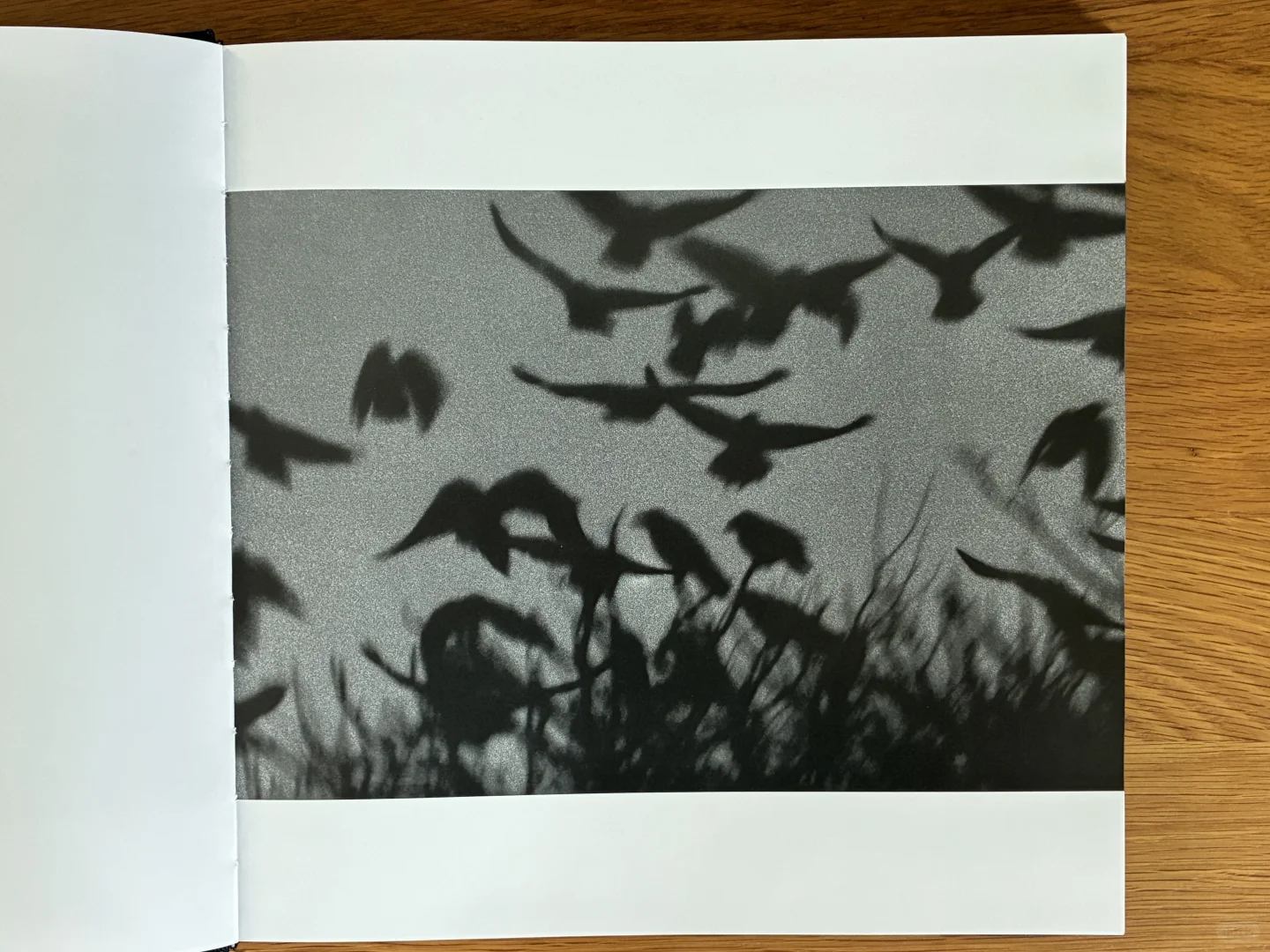 深濑昌久《鸦》