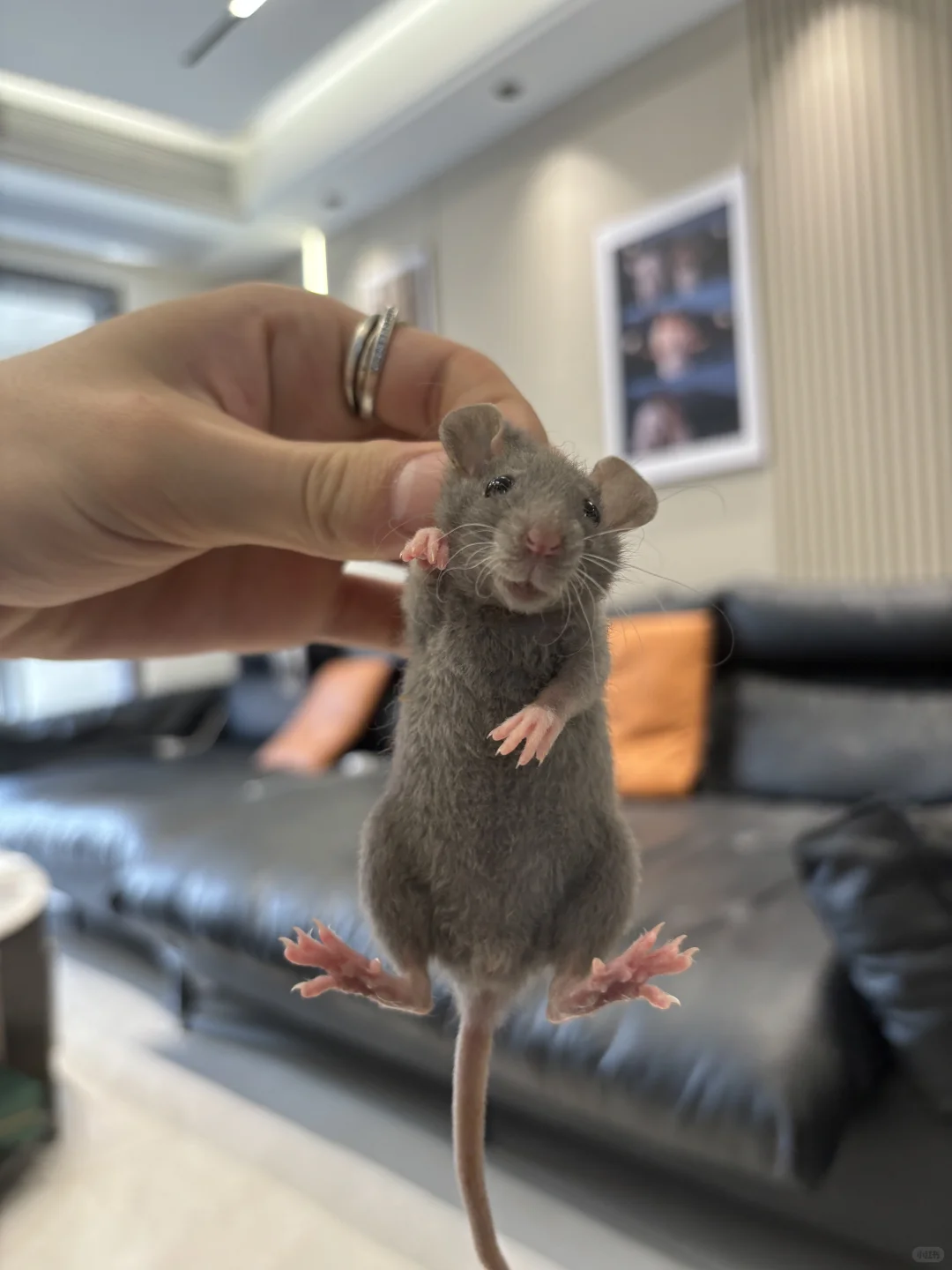 今日份可爱鼠鼠～