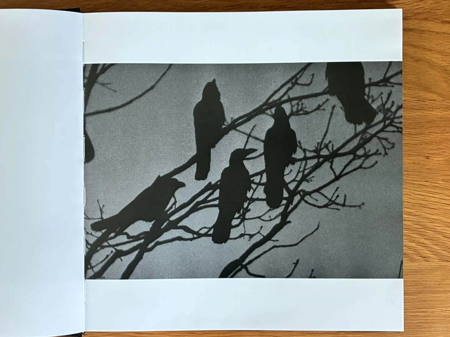 深濑昌久《鸦》