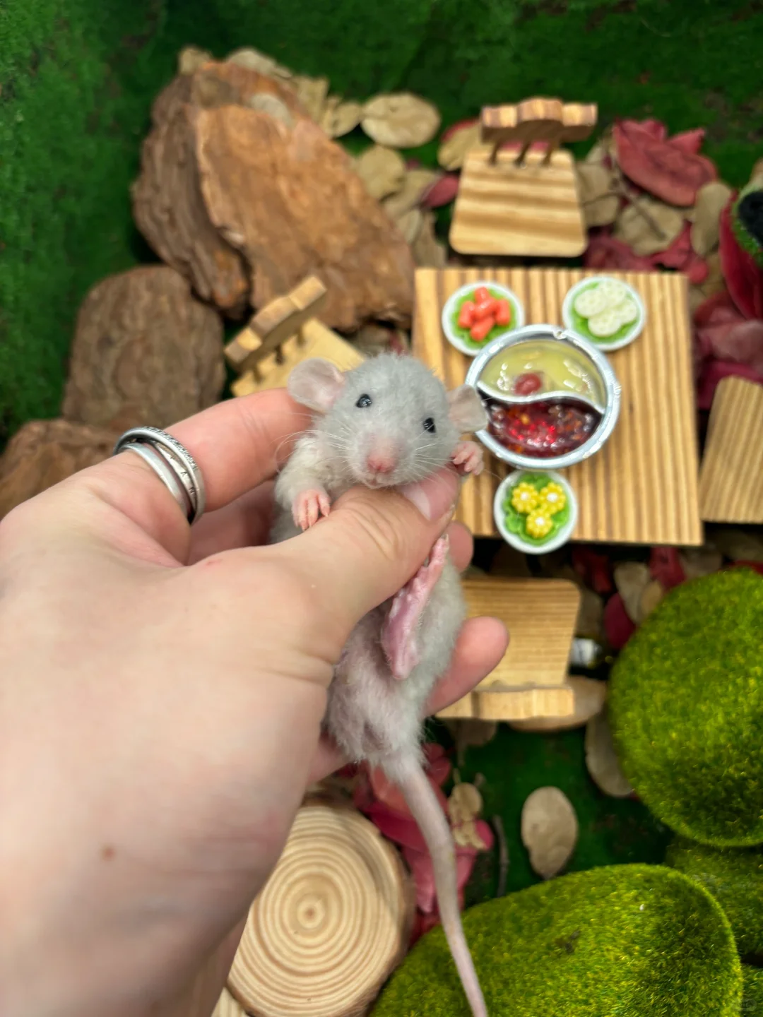 今日份可爱鼠鼠～