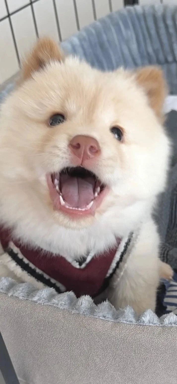 𝐒𝐡𝐚𝐫𝐞|超级可爱的小狗壁纸