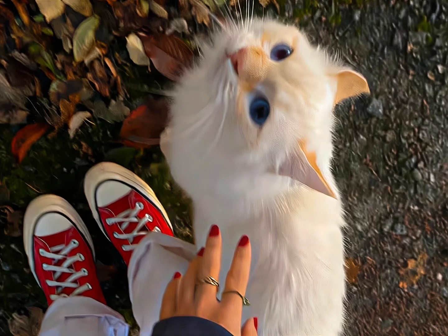 iPad·电脑壁纸｜🧣今天也要开心哦