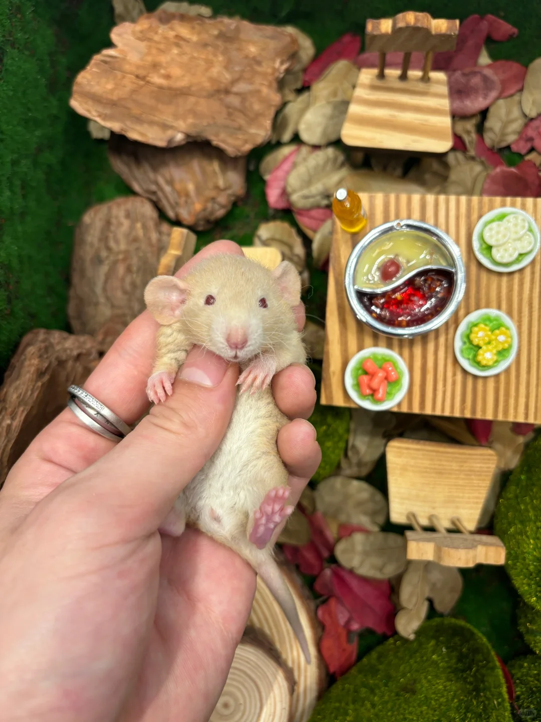 今日份可爱鼠鼠～