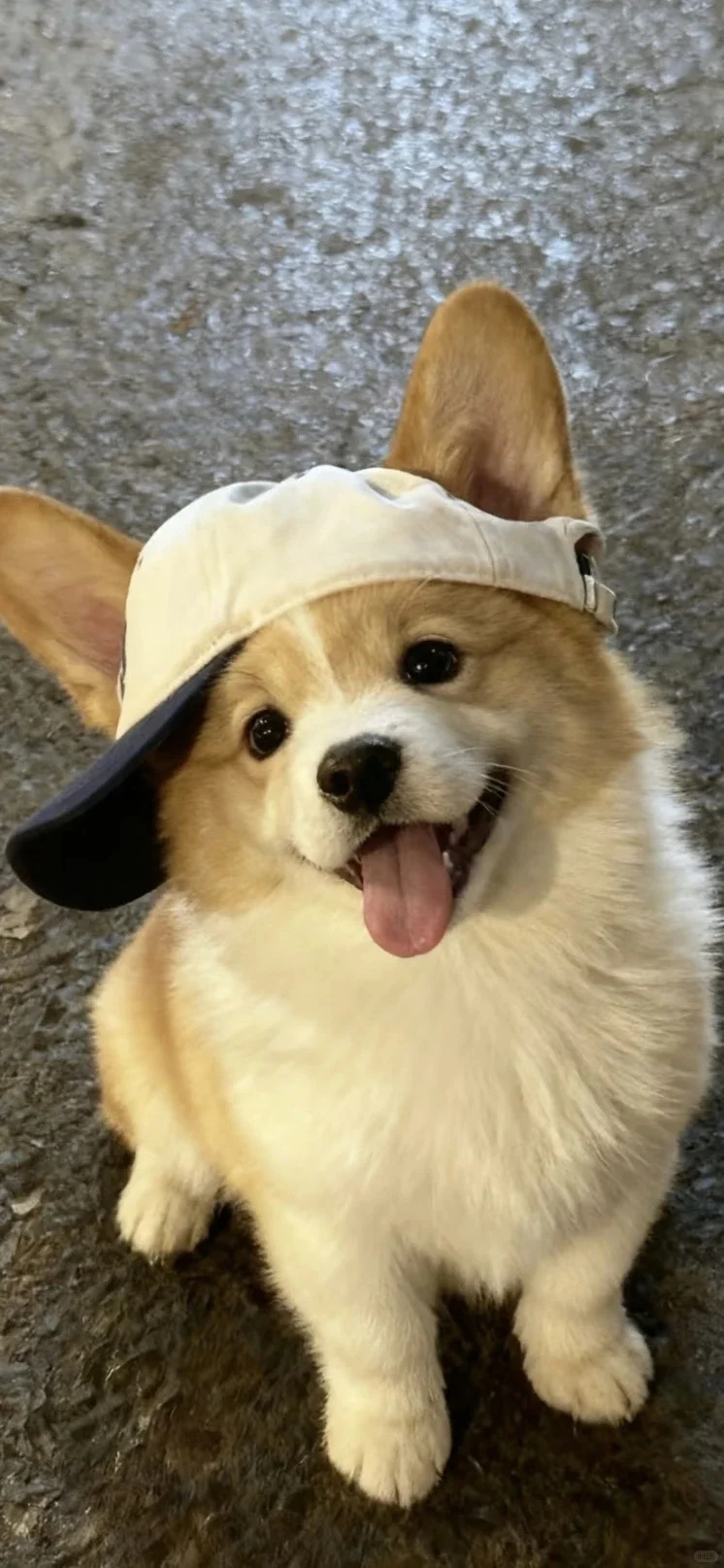 𝐒𝐡𝐚𝐫𝐞|超级可爱的小狗壁纸