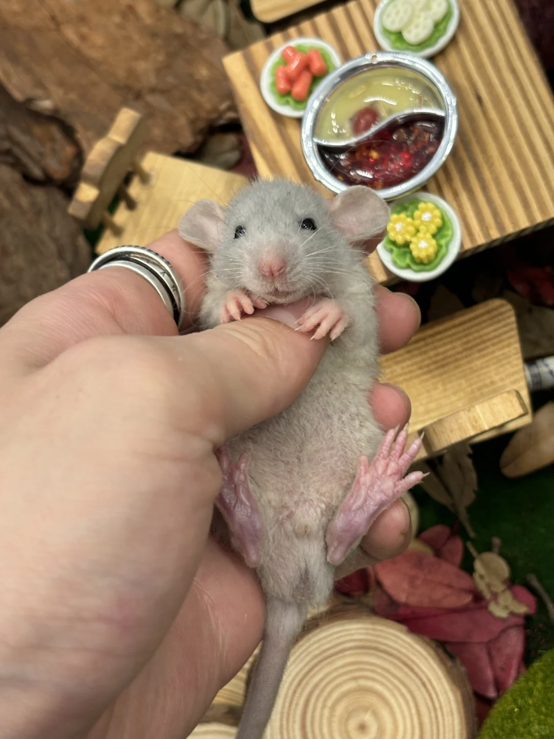 今日份可爱鼠鼠～