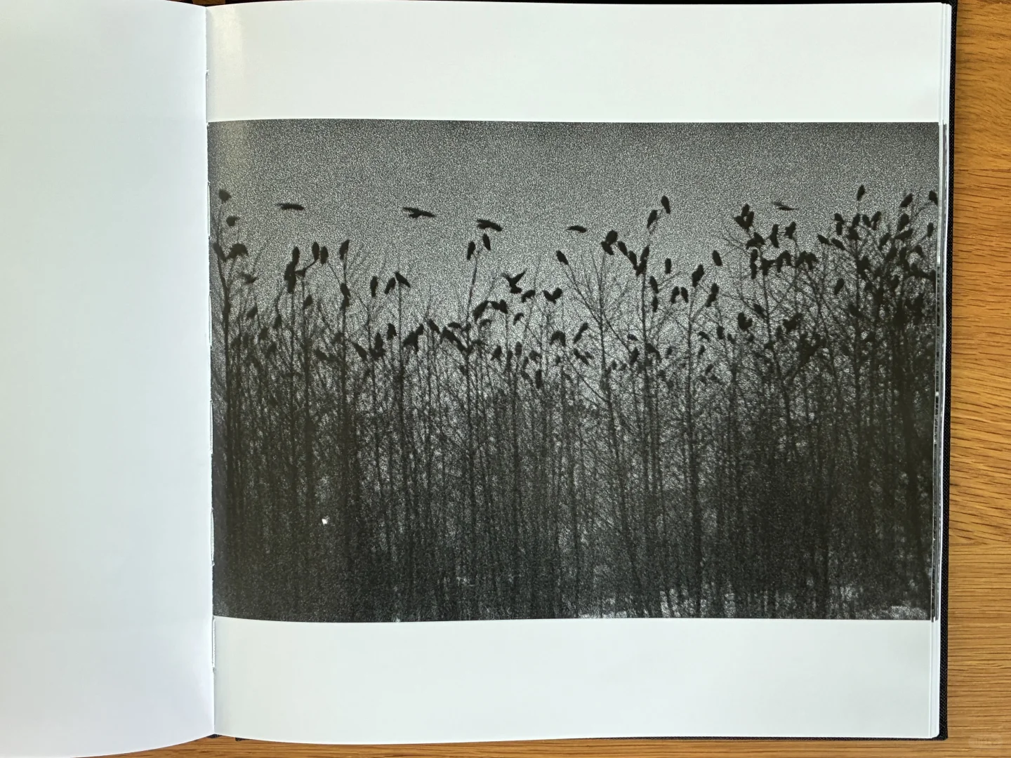 深濑昌久《鸦》