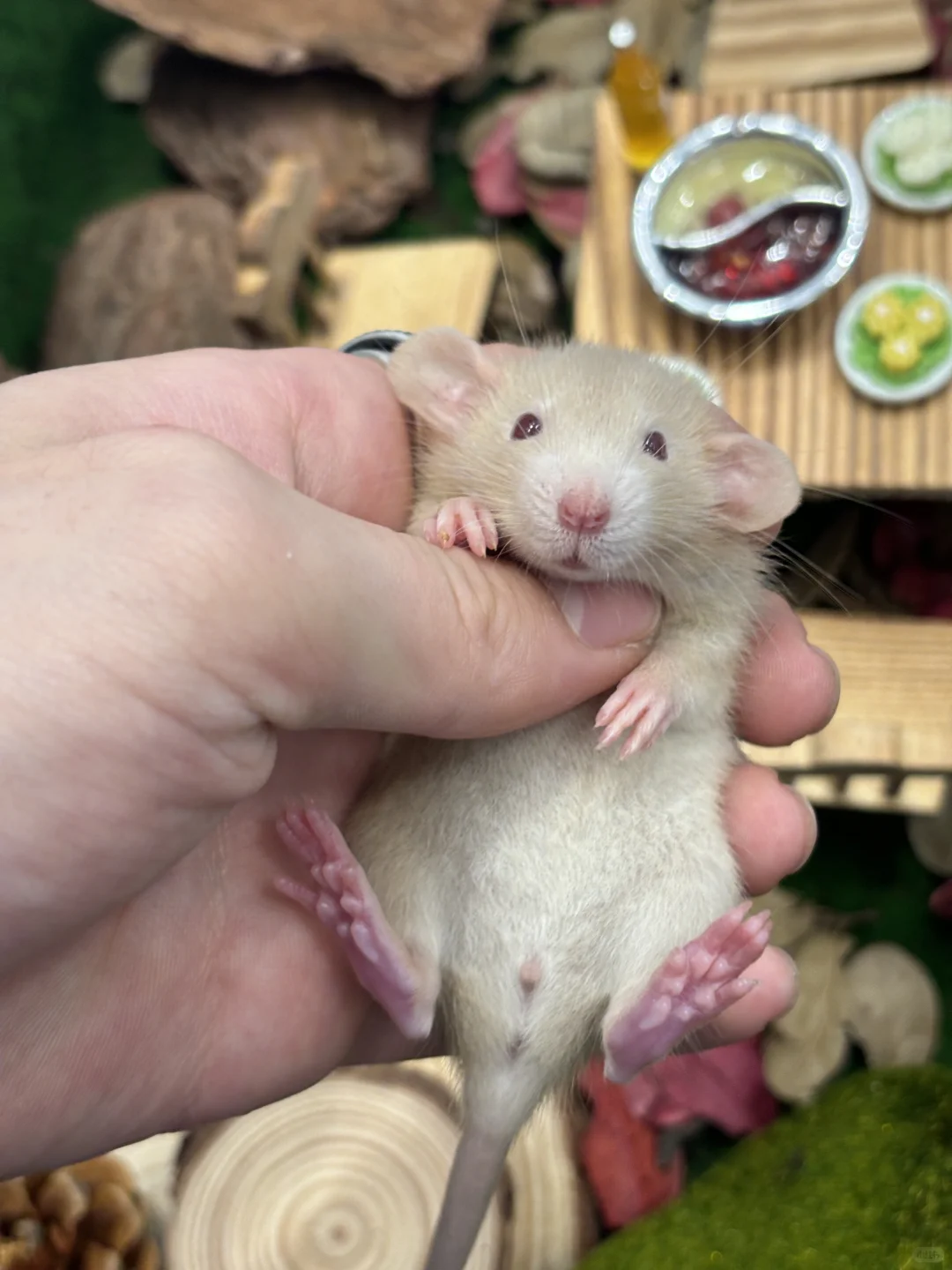 今日份可爱鼠鼠～