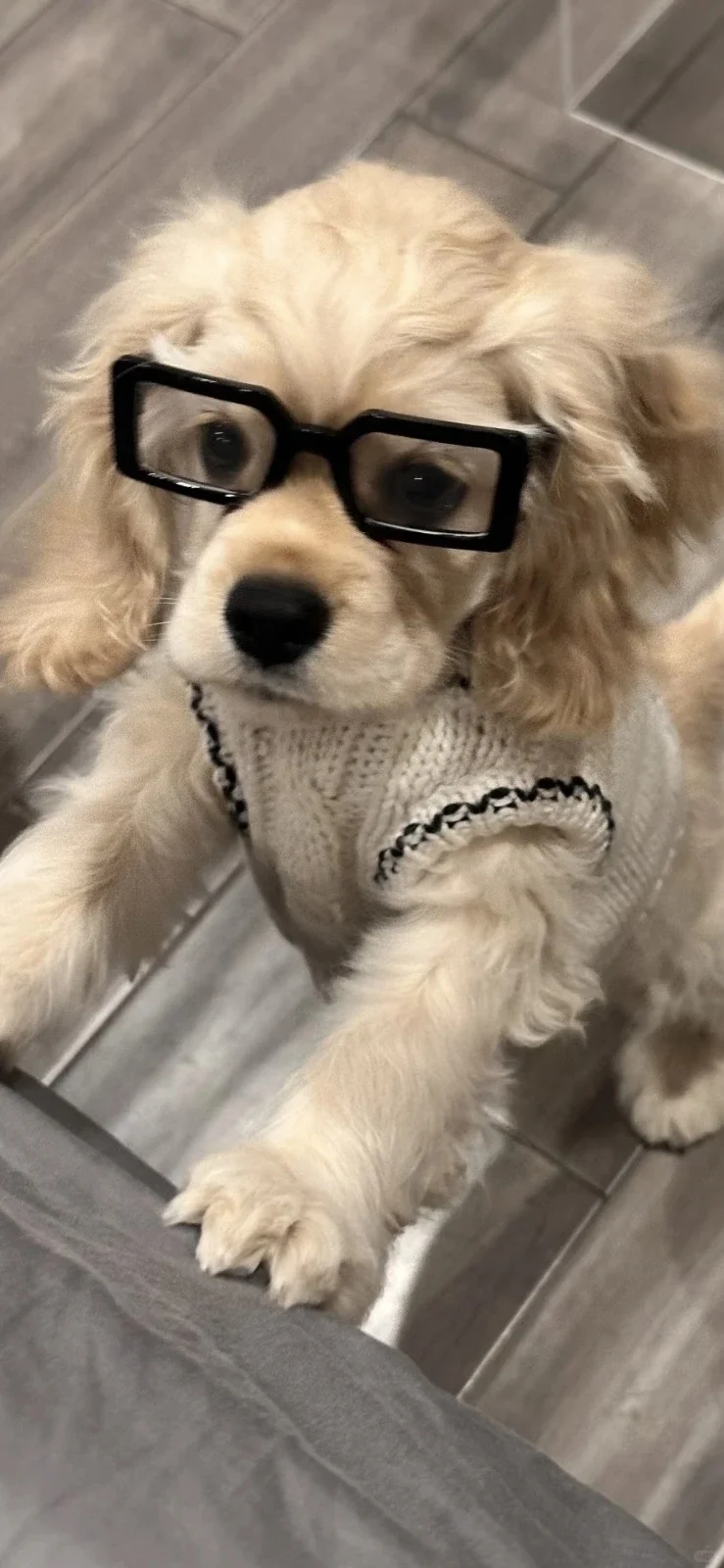 𝐒𝐡𝐚𝐫𝐞|超级可爱的小狗壁纸