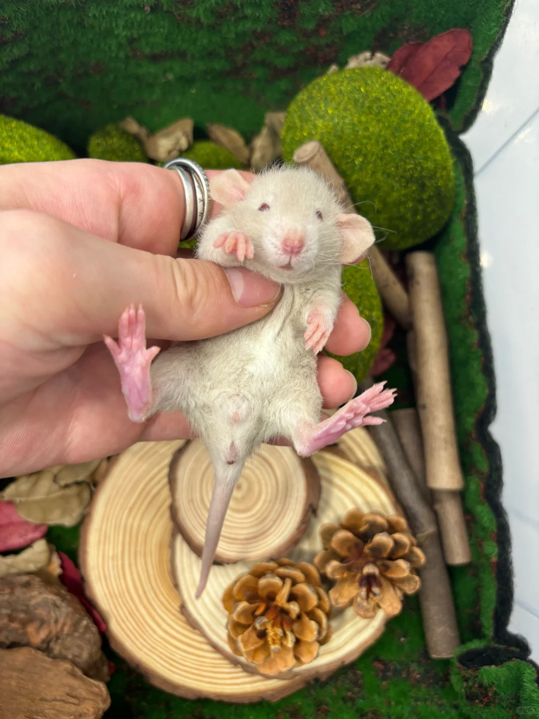 今日份可爱鼠鼠～