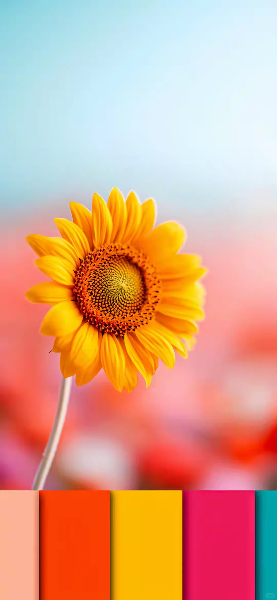 手机壁纸｜看着简单，舒服的手机壁纸