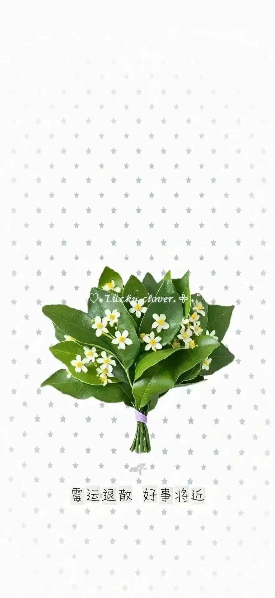 Share丨柚子叶高清手机壁纸