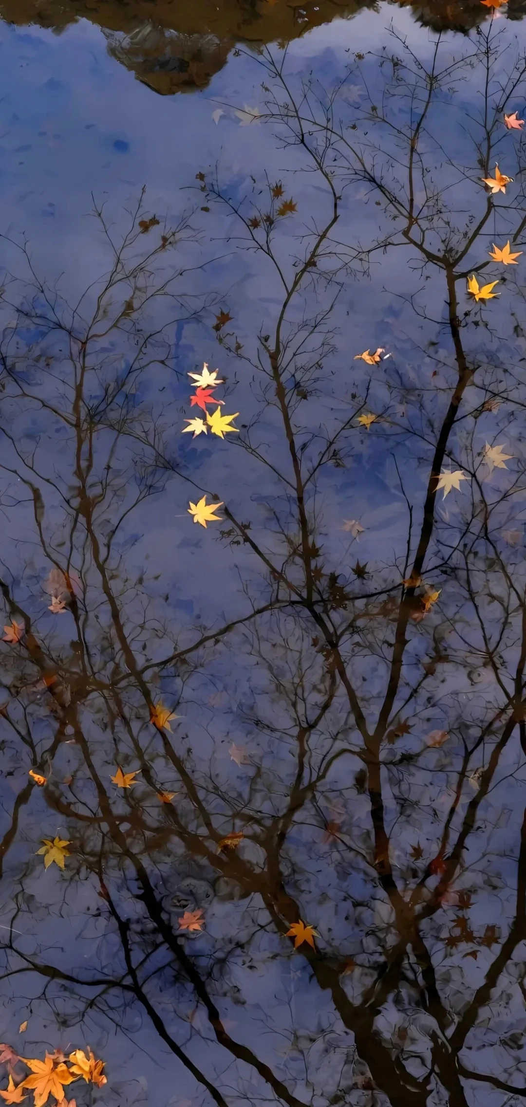 Share壁纸｜氛围感壁纸