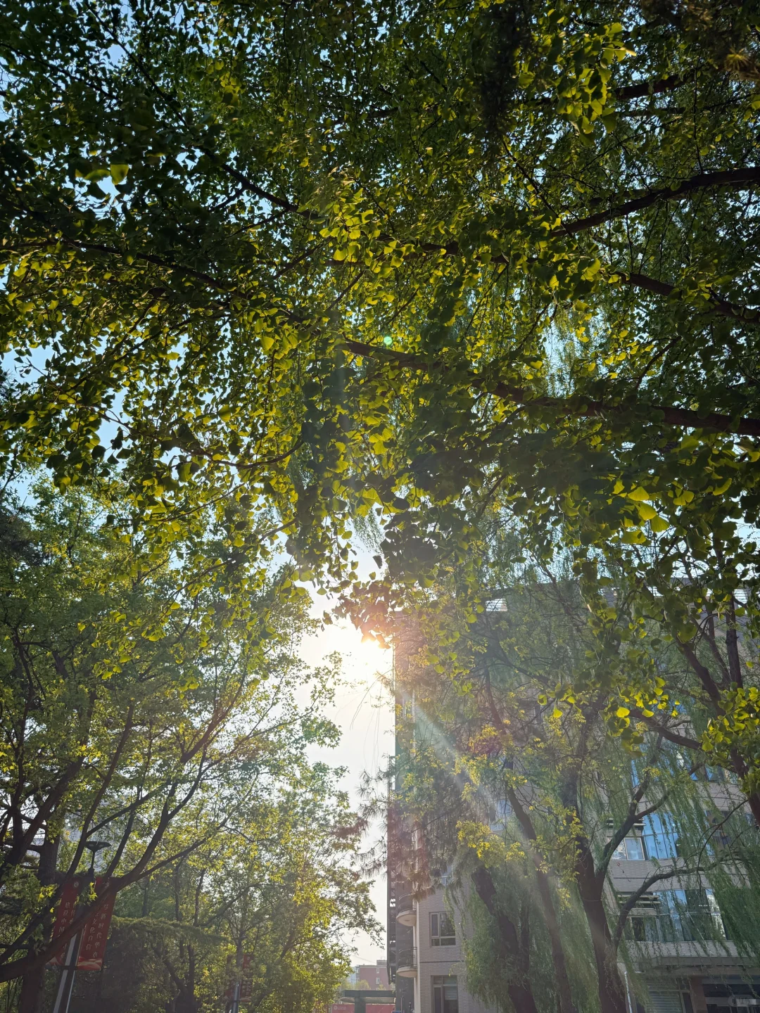北舞大三｜🧩｜偶尔e小mo😔常常大happy😄