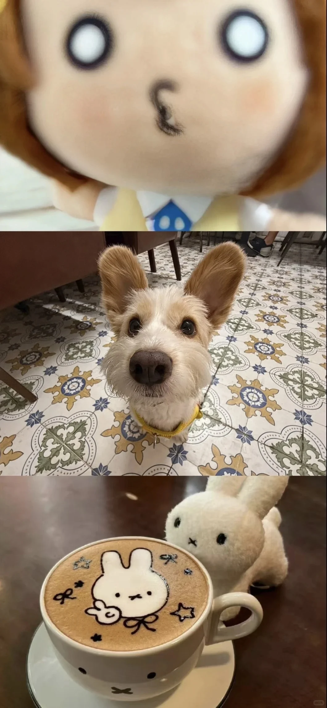 𝐒𝐡𝐚𝐫𝐞|超级可爱的小狗壁纸