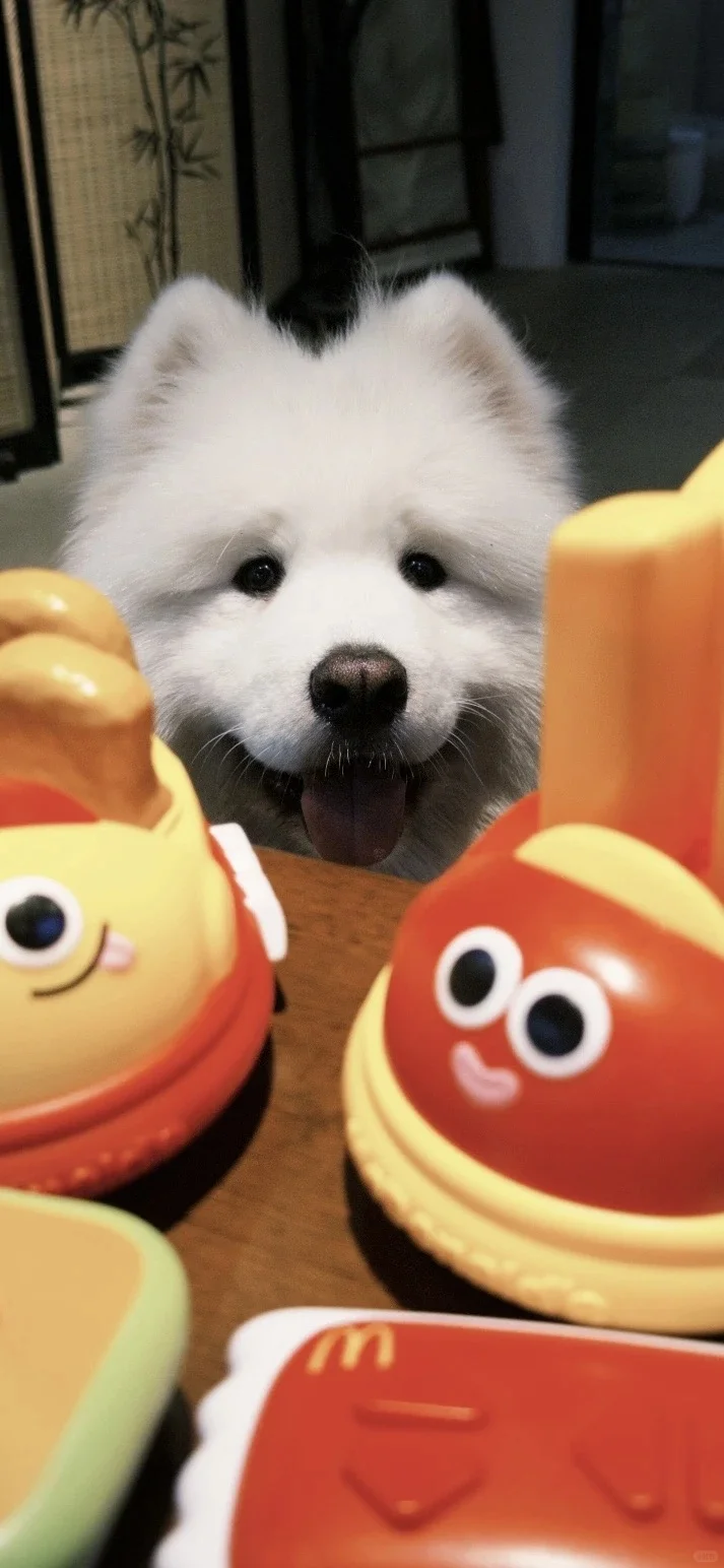 𝐒𝐡𝐚𝐫𝐞|超级可爱的小狗壁纸